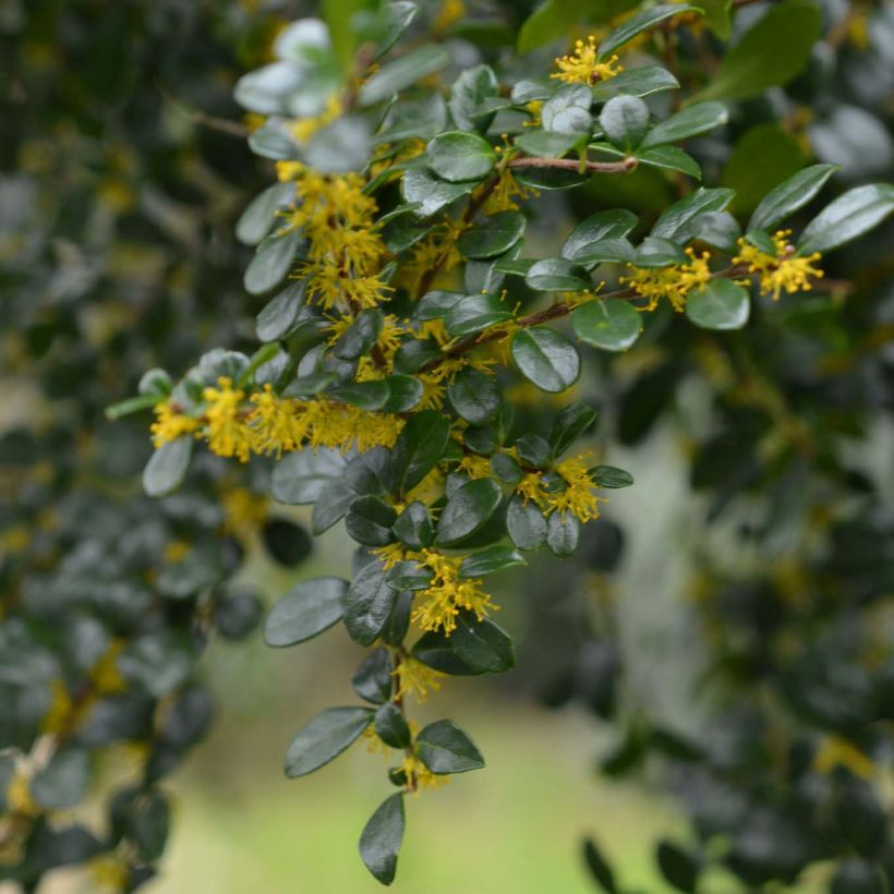 Azara microphylla (Flowering)