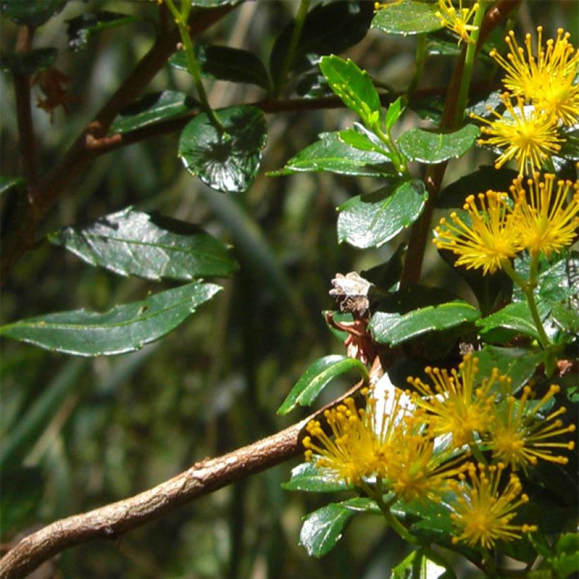 Azara serrata (Foliage)