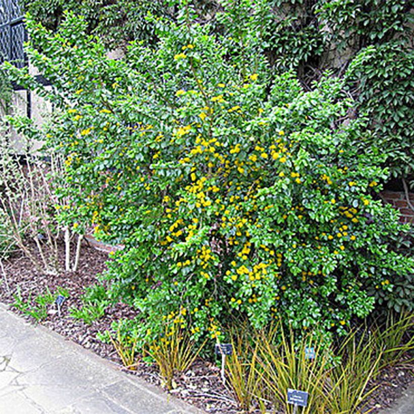 Azara serrata (Plant habit)