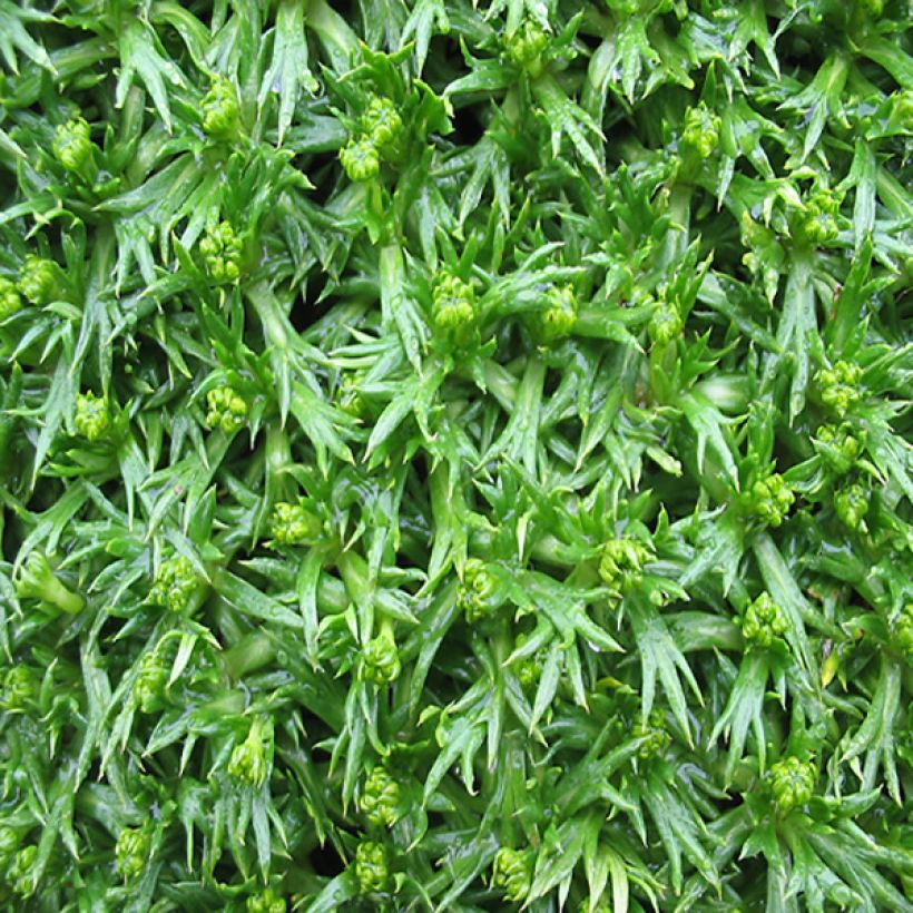 Azorella trifurcata (Foliage)