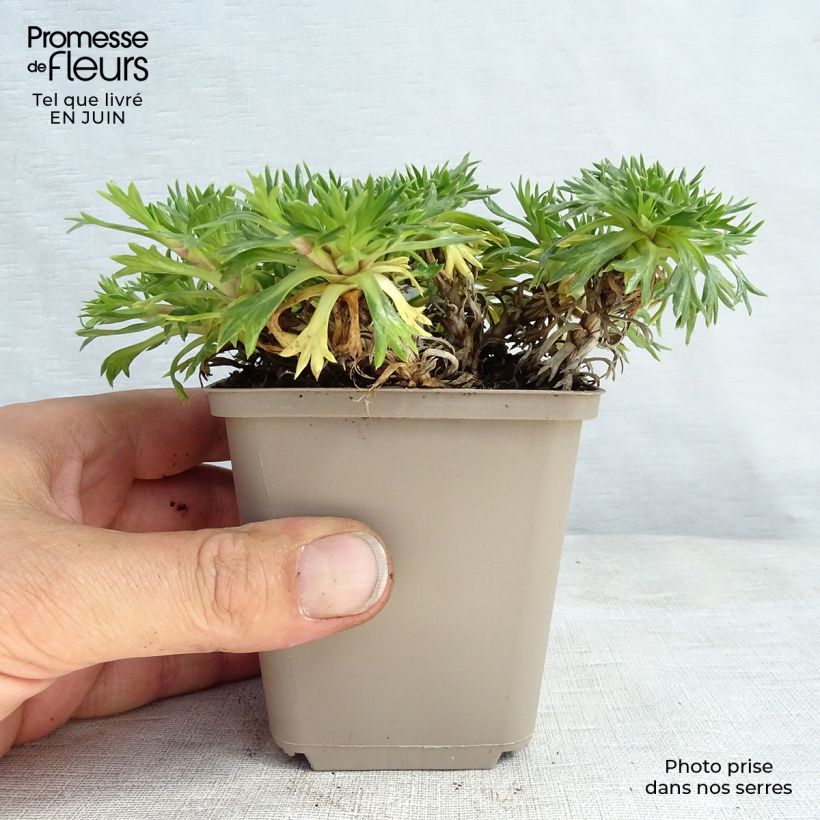 Azorella trifurcata 8/9 cm pot sample as delivered in summer
