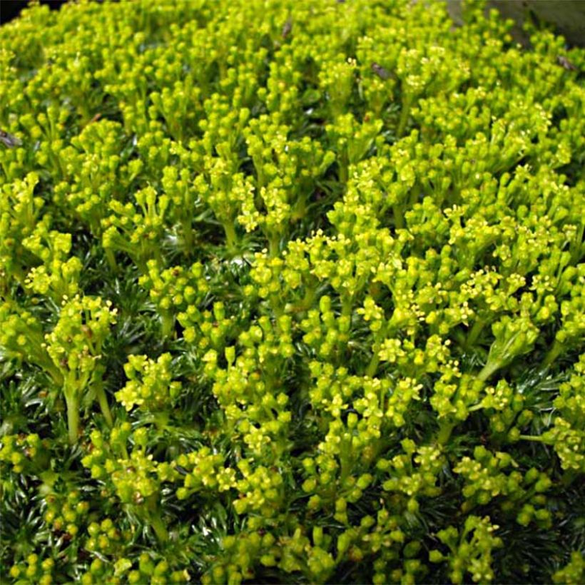 Azorella trifurcata Nana (Flowering)