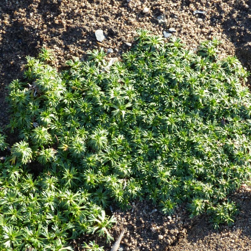 Azorella trifurcata Nana (Plant habit)