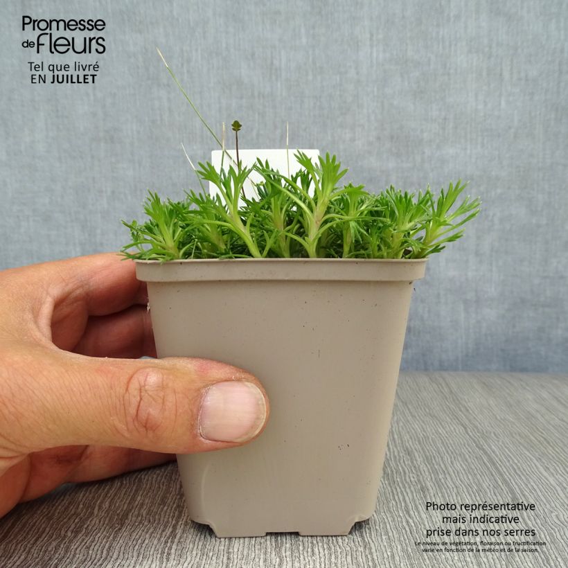 Azorella trifurcata Nana - Azorelle  Godet de 8/9 cm sample as delivered in summer