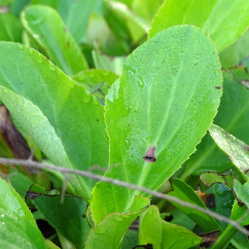 Bergenia Bressingham White - Elephant's Ears (Foliage)