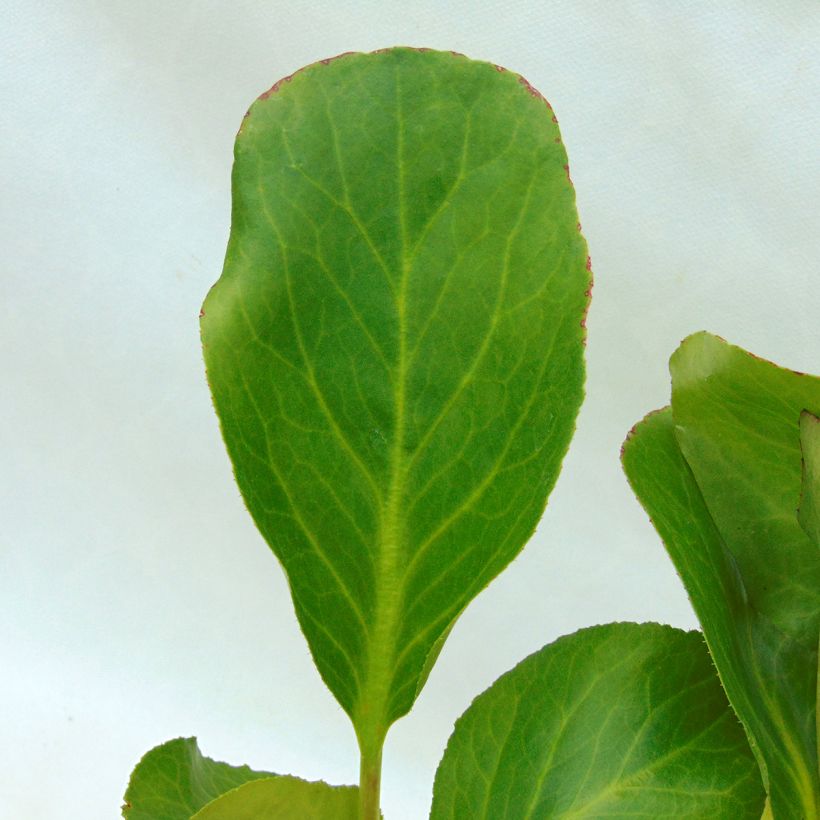 Bergenia Harzkristall - Elephant's Ears (Foliage)