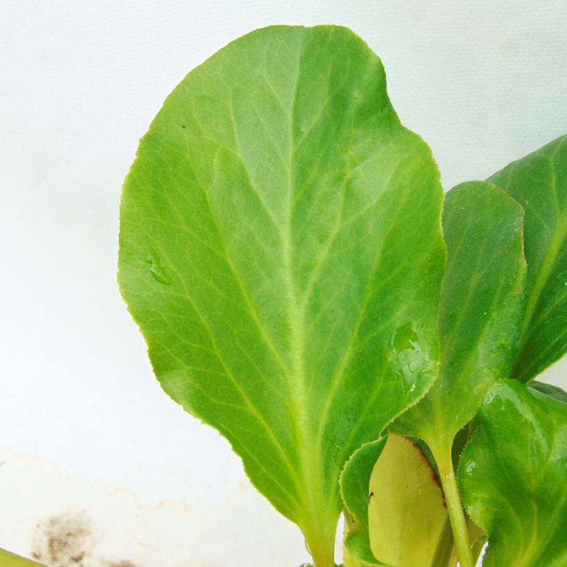 Bergenia Rosenkristall - Elephant's Ears (Foliage)