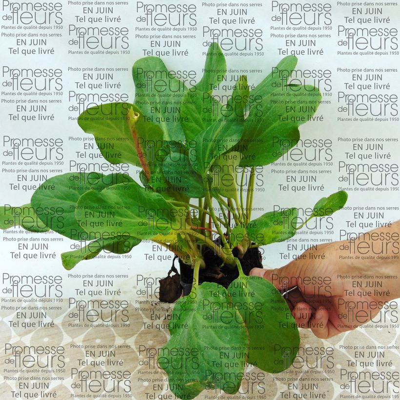 Example of Bergenia Rosenkristall - Elephant's Ears 8/9 cm pot specimen as delivered