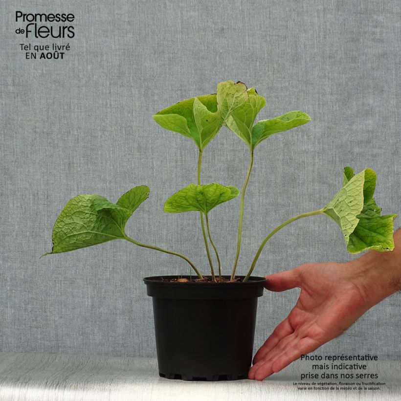 Brunnera macrophylla Betty Bowring - Siberian Bugloss 2L/3L pot sample as delivered in summer