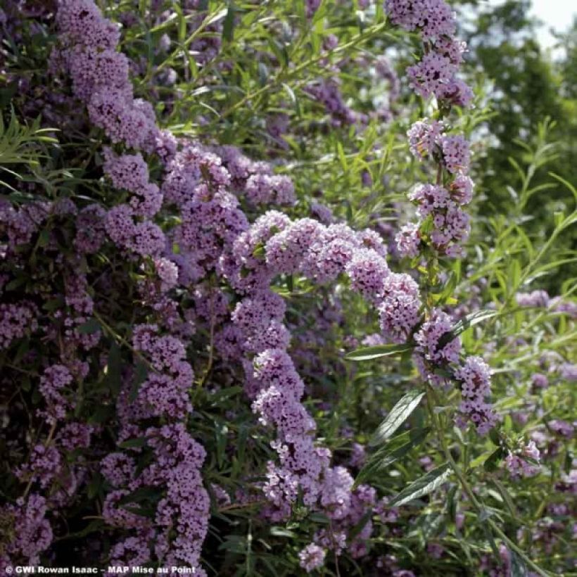 Buddleja alternifolia - Butterfly Bush (Flowering)