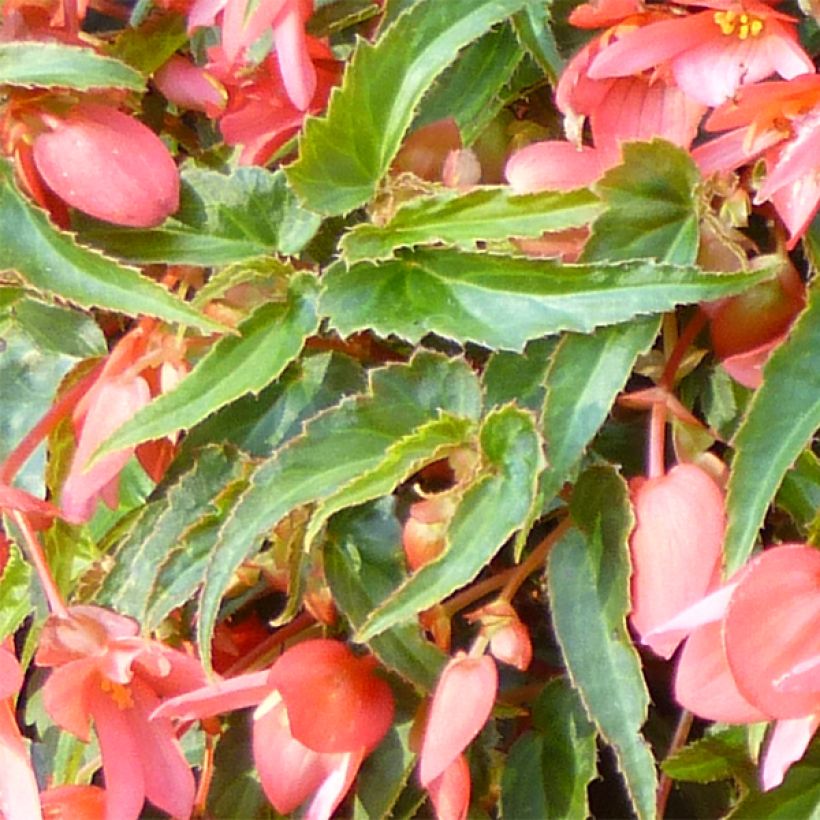 Begonia Summerwings Pink Elegance (Foliage)