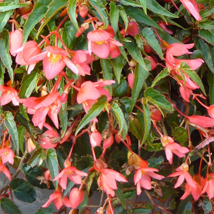 Begonia Summerwings Pink Elegance (Flowering)