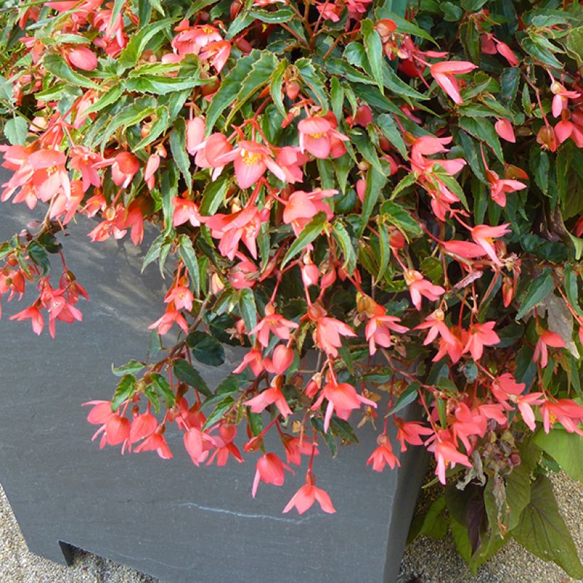 Begonia Summerwings Pink Elegance (Plant habit)