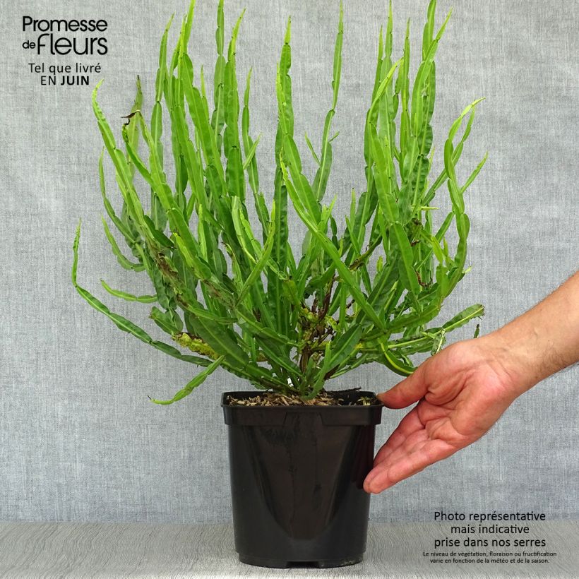 Baccharis genistelloides 3L/4L pot sample as delivered in summer