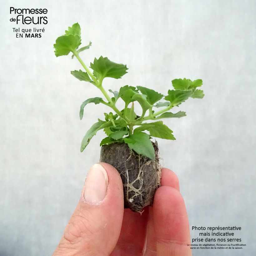 Sutera Scopia Gulliver Blue Sensation Plug plant 3/4cm sample as delivered in spring
