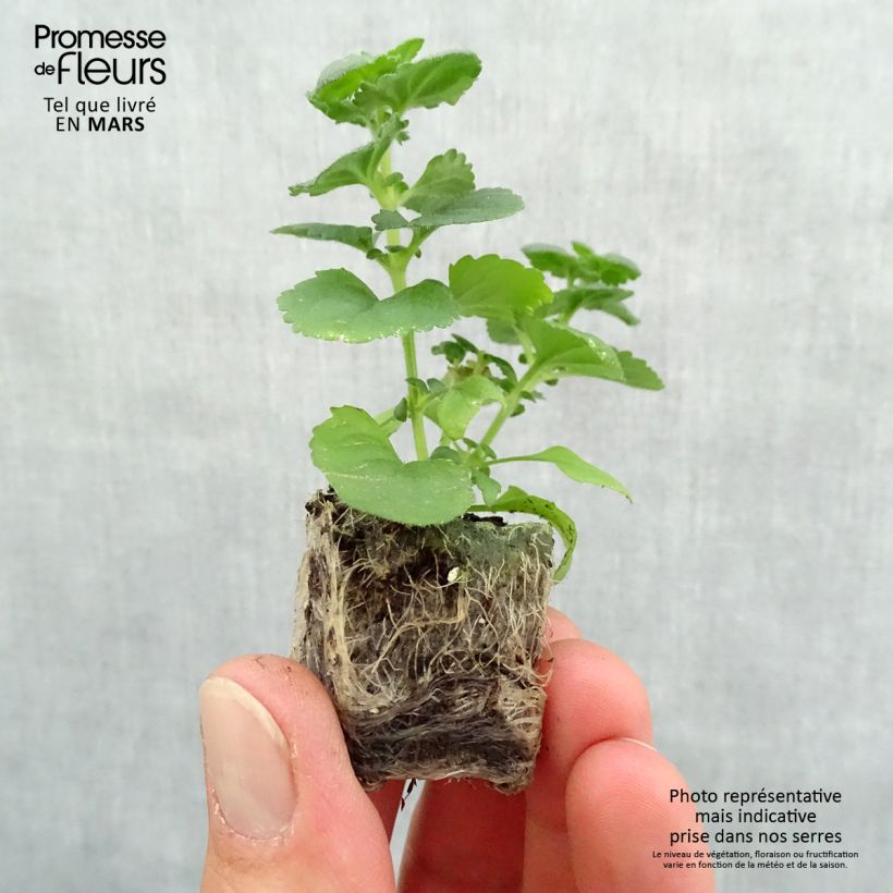 Bacopa Gulliver Dynamic White Plug plant 3/4cm sample as delivered in spring