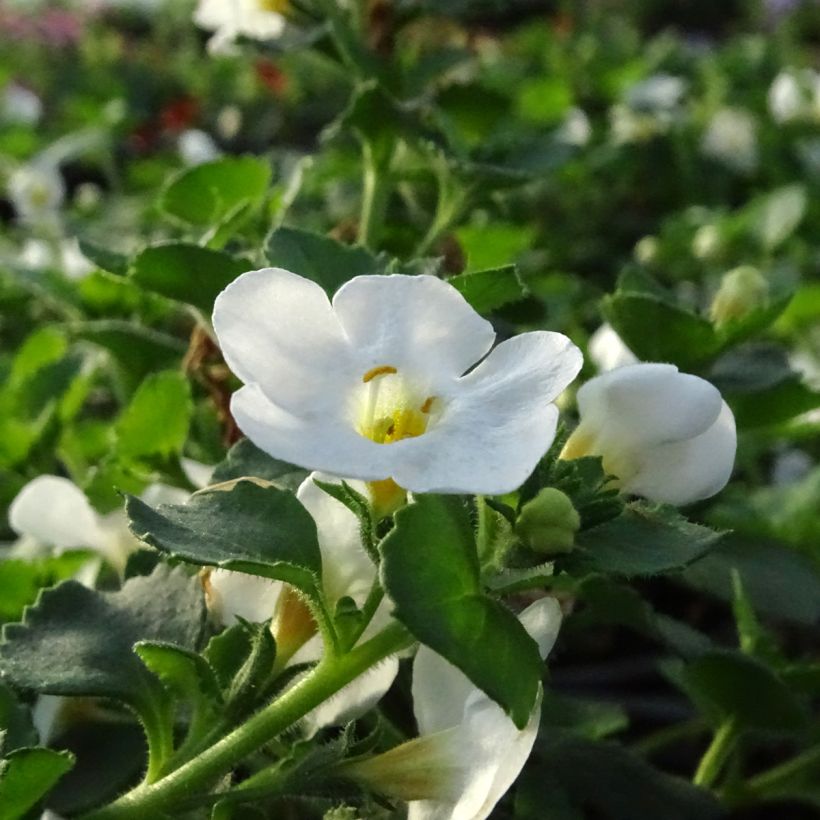 Bacopa Gulliver Dynamic White (Flowering)
