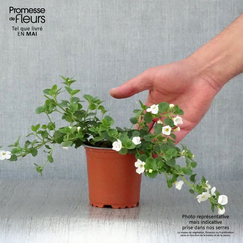 Bacopa Gulliver Dynamic White 8/9 cm pot sample as delivered in spring