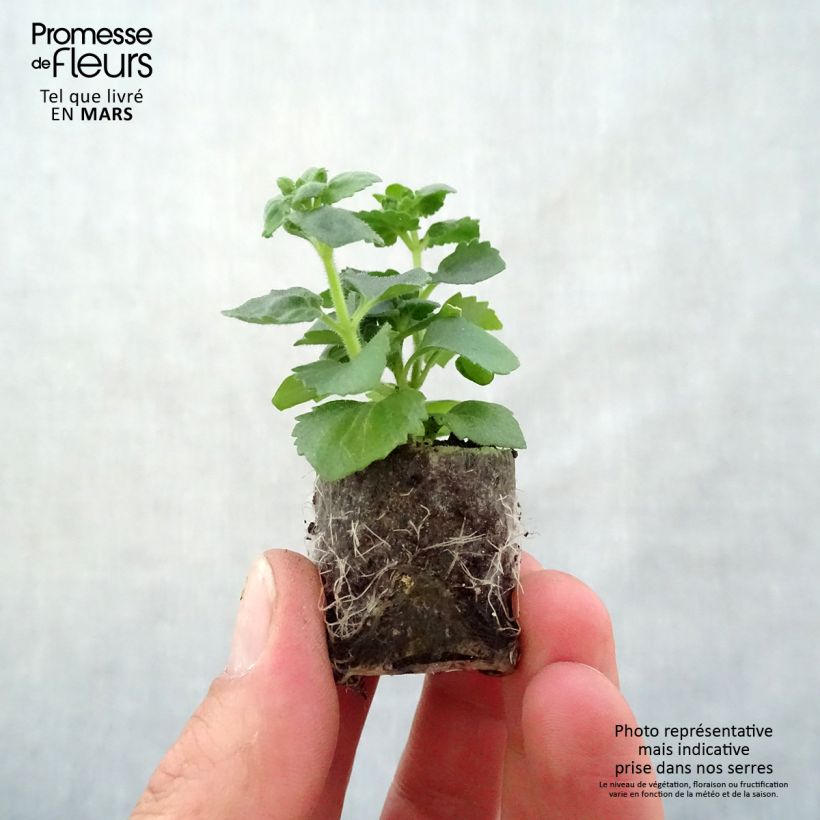 Sutera Scopia Gulliver Pink Heart Improved Plug plant 3/4cm sample as delivered in spring