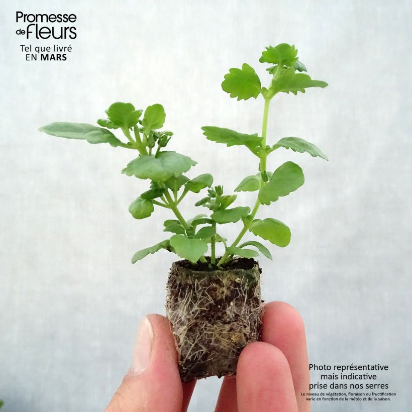 Bacopa Scopia Double Lavender Plug plant 3/4cm sample as delivered in spring