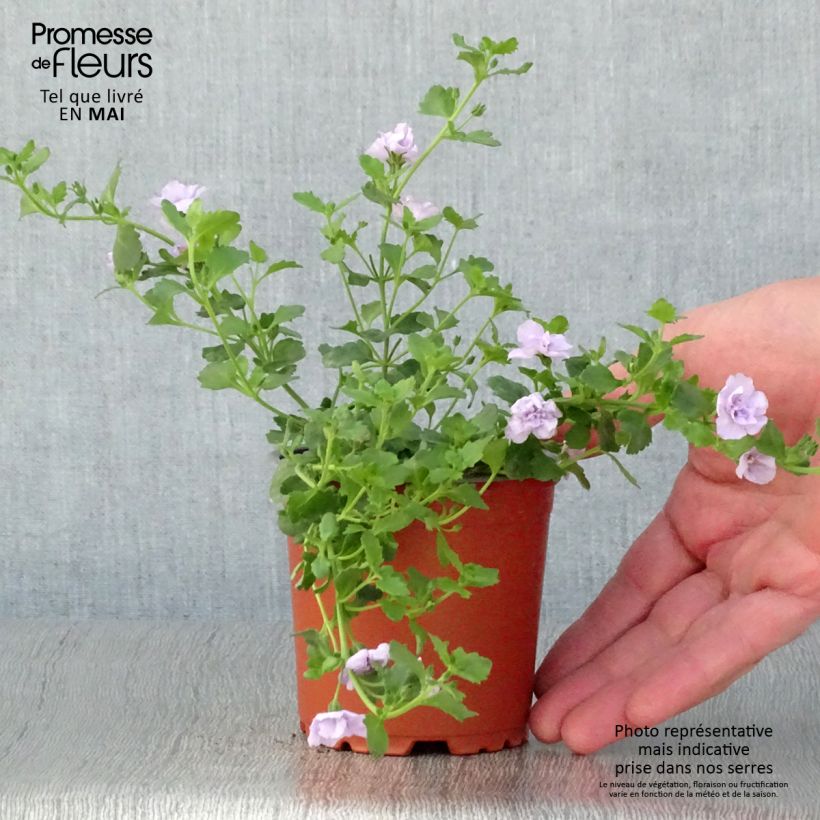 Bacopa Scopia Double Lavender 8/9 cm pot sample as delivered in spring