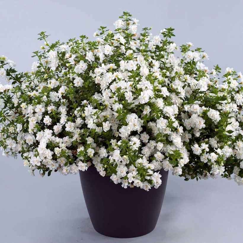 Sutera Scopia Double Snowball (Plant habit)