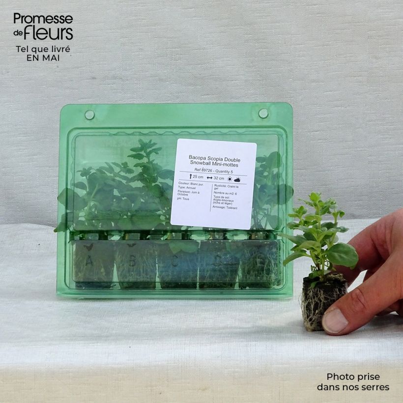 Sutera Scopia Double Snowball Plug plant 3/4cm sample as delivered in spring