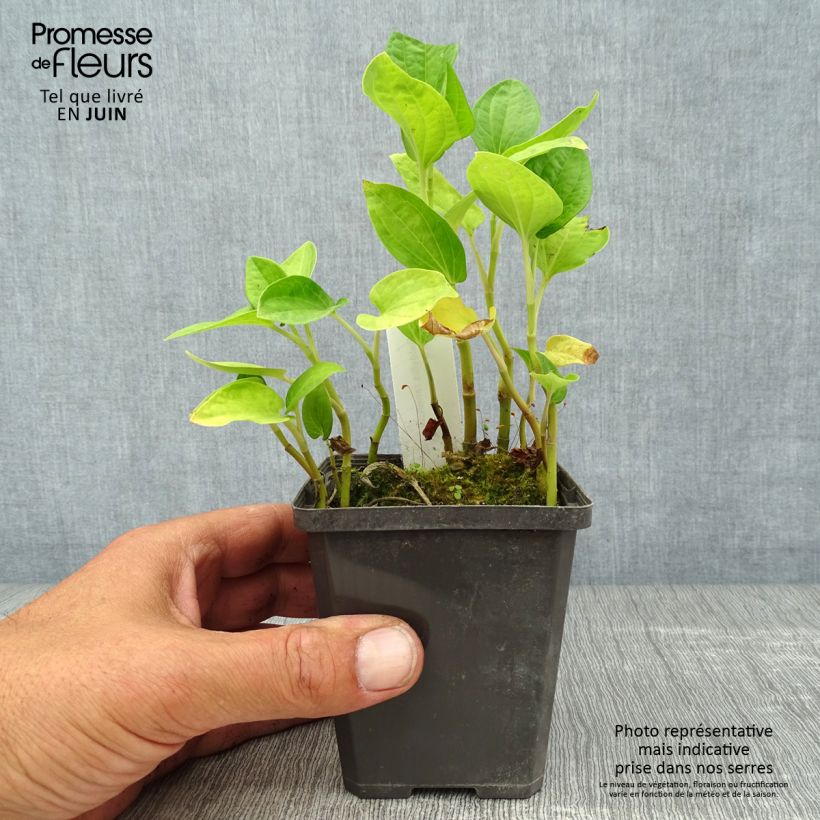 Baldellia ranunculoides 8/9 cm pot sample as delivered in summer