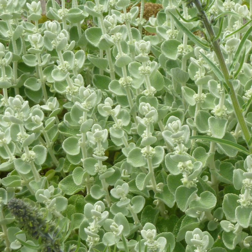 Ballota pseudodictamnus (Foliage)