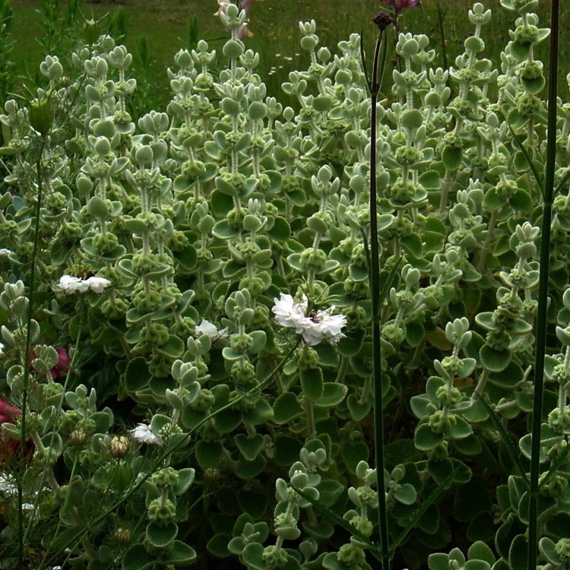 Ballota pseudodictamnus (Plant habit)