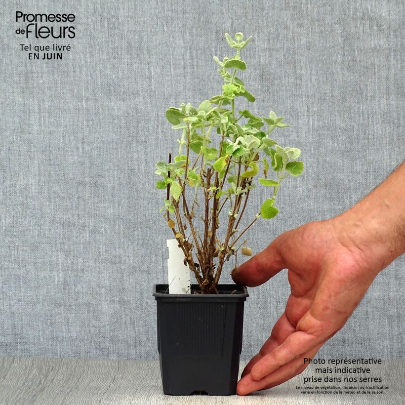 Ballota pseudodictamnus 8/9 cm pot sample as delivered in summer