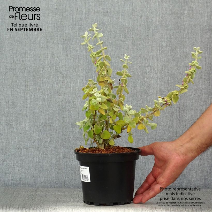 Ballota pseudodictamnus 2L/3L pot sample as delivered in summer