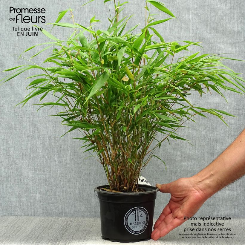 Fargesia rufa - Non-running Bamboo 2L/3L pot sample as delivered in summer