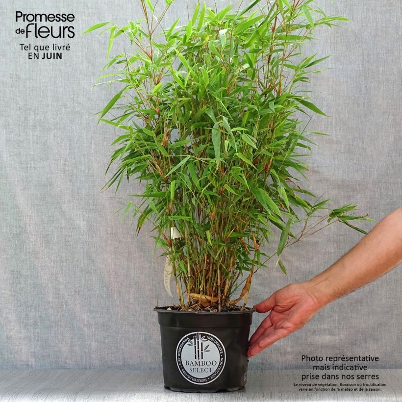 Fargesia rufa - Non-running Bamboo 4L/5L pot sample as delivered in summer