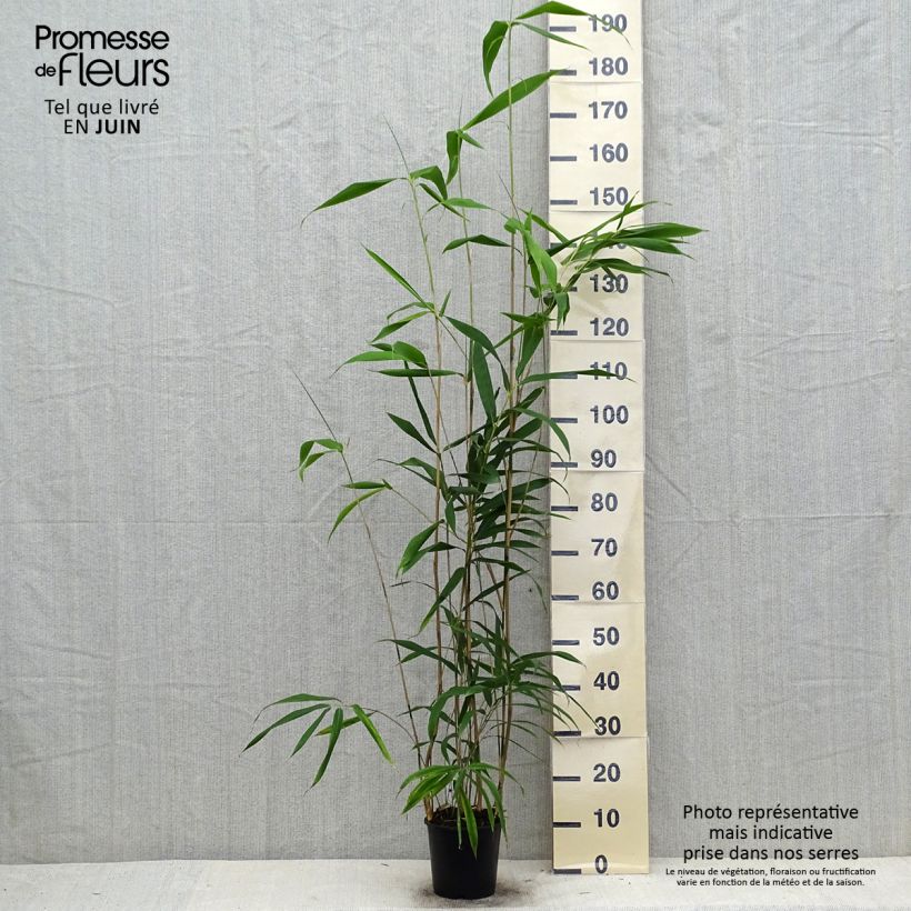 Pseudosasa japonica - Metake Bamboo 2L/3L pot sample as delivered in summer