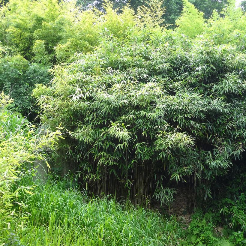 Phyllostachys bissetii - Bamboo (Plant habit)
