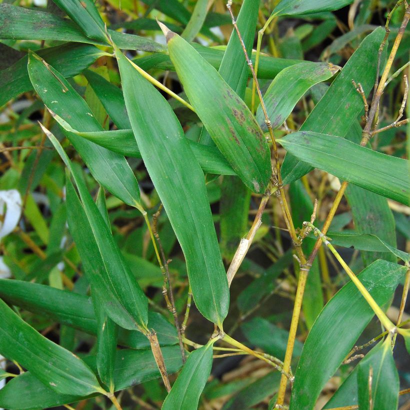 Phyllostachys bissetii - Bamboo (Foliage)