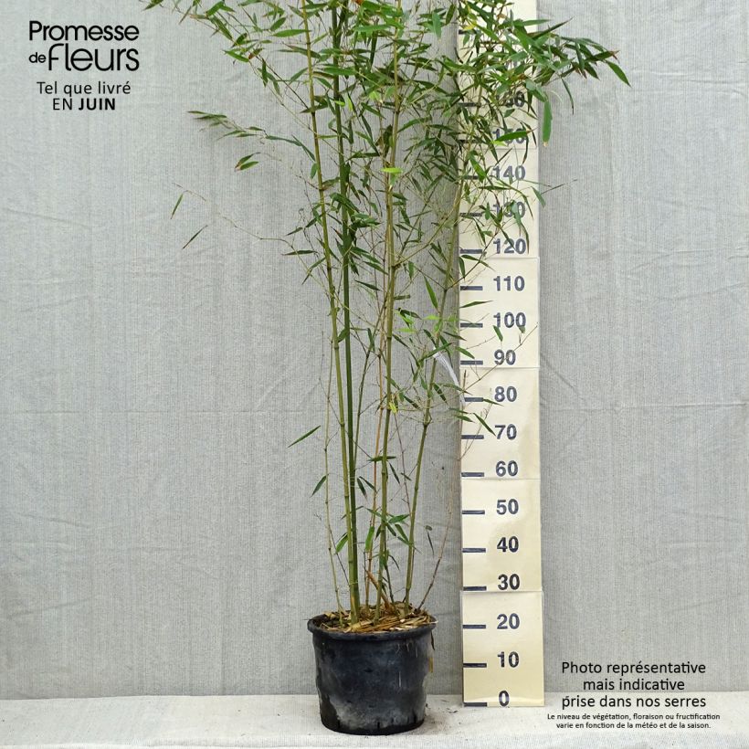 Phyllostachys bissetii - Bamboo 7.5L/10L pot sample as delivered in summer