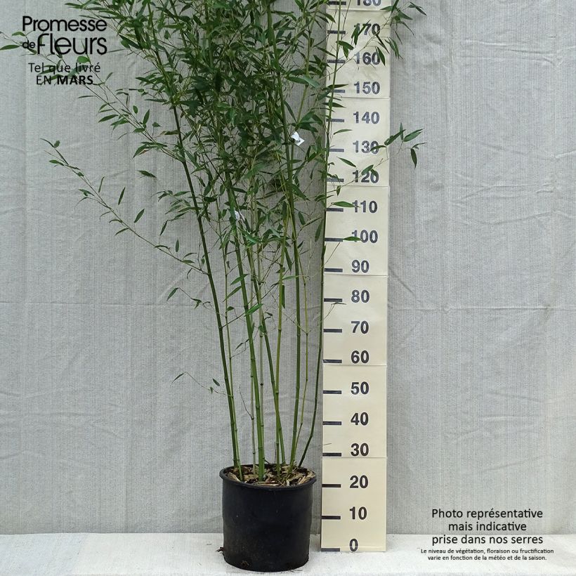 Phyllostachys bissetii - Bamboo sample as delivered in spring