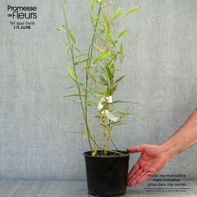 Phyllostachys bissetii - Bamboo 2L/3L pot sample as delivered in summer