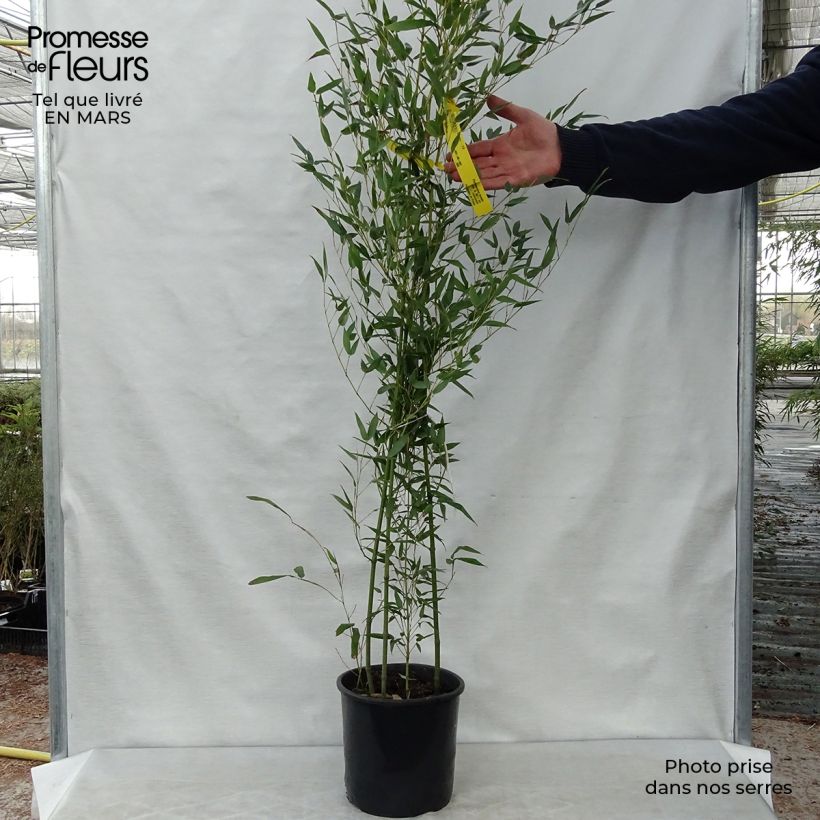 Phyllostachys bissetii - Bamboo sample as delivered in spring