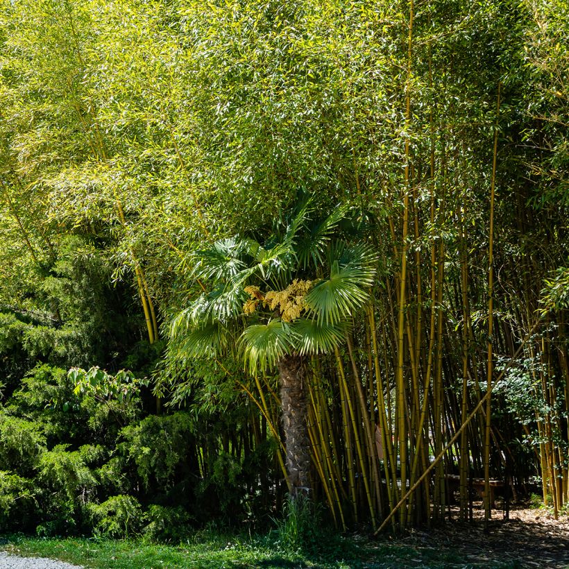 Yellow Bamboo - Phyllostachys aureosulcata Aureocaulis (Plant habit)