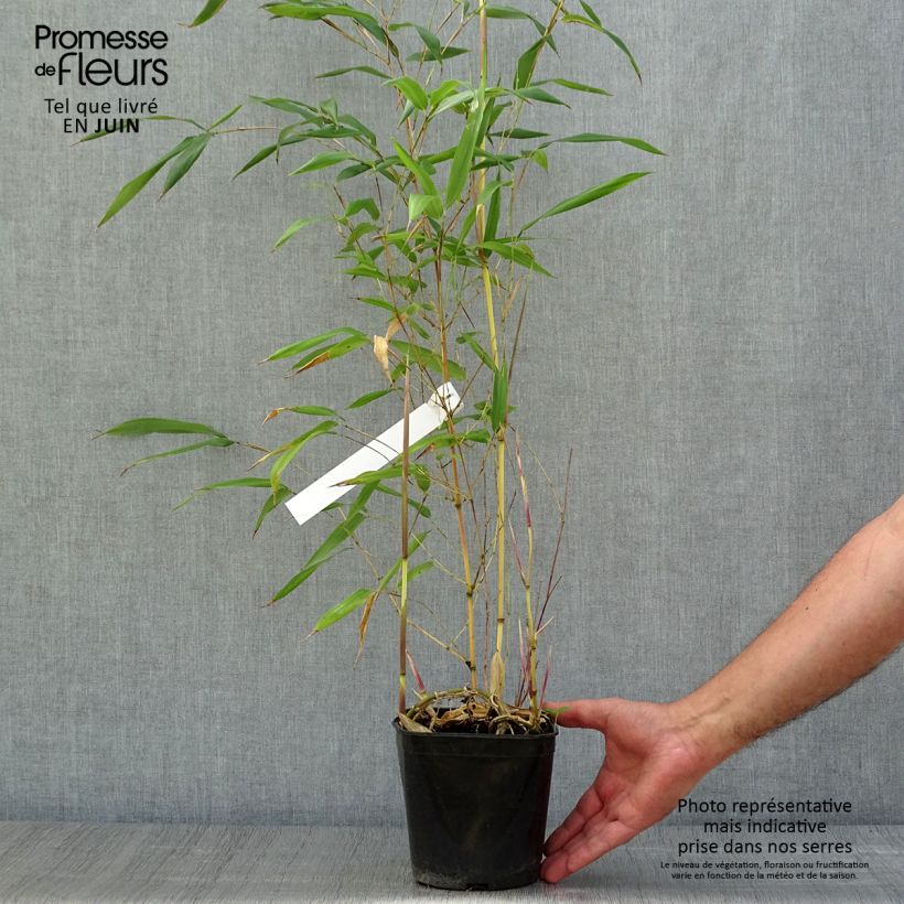 Yellow Bamboo - Phyllostachys aureosulcata Aureocaulis 2L/3L pot sample as delivered in summer