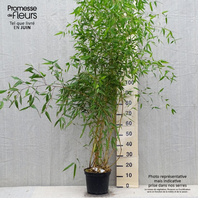 Yellow Bamboo - Phyllostachys aureosulcata Aureocaulis 4L/5L pot sample as delivered in summer