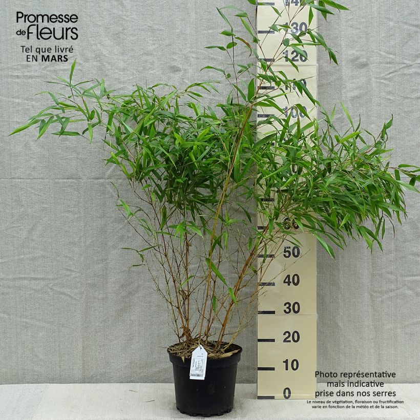 Yellow Bamboo - Phyllostachys aureosulcata Aureocaulis sample as delivered in spring
