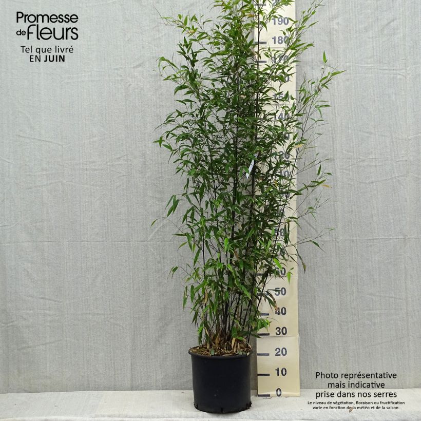 Black bamboo - Phyllostachys nigra 7.5L/10L pot sample as delivered in summer