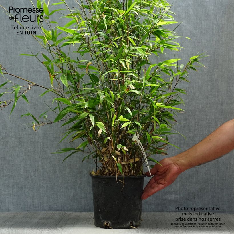 Black bamboo - Phyllostachys nigra 4L/5L pot sample as delivered in summer