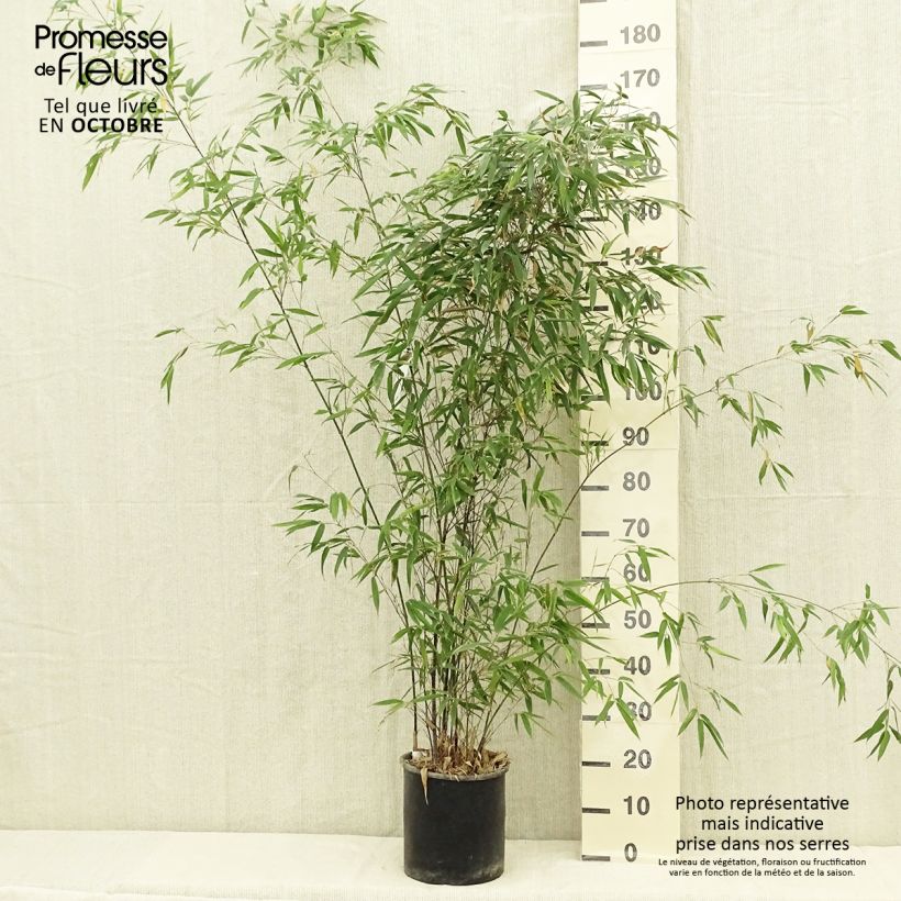 Black bamboo - Phyllostachys nigra 7.5L/10L pot sample as delivered in summer