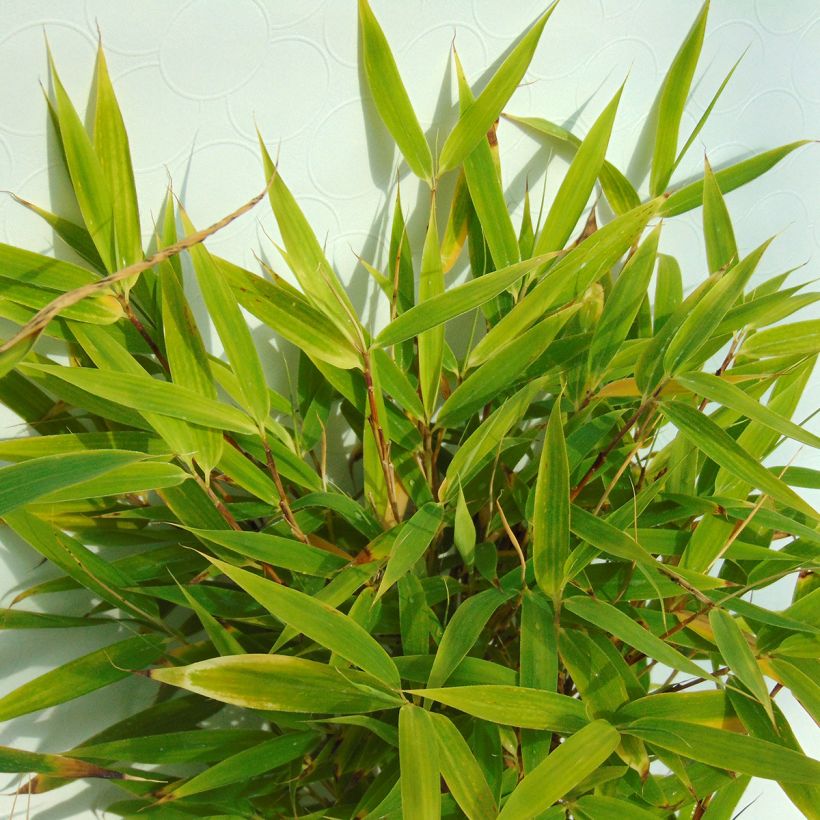 Fargesia murielae Bimbo (Foliage)