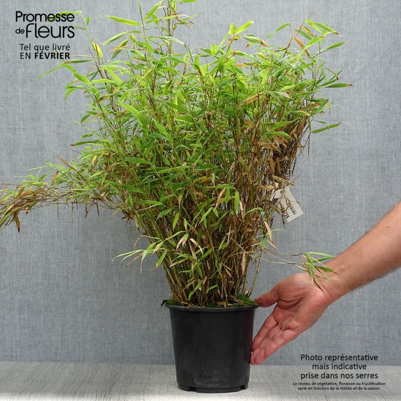 Fargesia murielae Bimbo 2L/3L pot sample as delivered in autumn